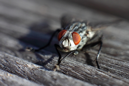 macro shot of a flyの写真素材
