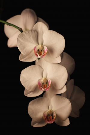three orchid blossomsの写真素材