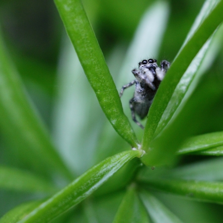 macro shot of a small jumping spiderの写真素材