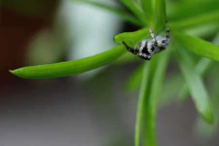 macro shot of a small jumping spiderの写真素材