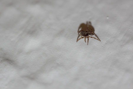 macro shot of a small jumping spider on the wallの写真素材