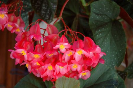 big bush of red flowersの写真素材