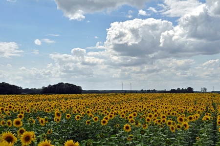 sunflowers, each one different from the otherの写真素材