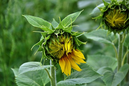sunflowers, each one different from the otherの写真素材