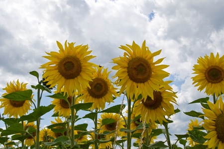 sunflowers, each one different from the otherの写真素材