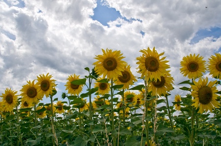 sunflowers, each one different from the otherの写真素材