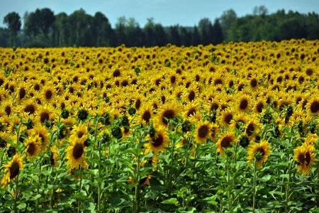 sunflowers, different from one anotherの写真素材