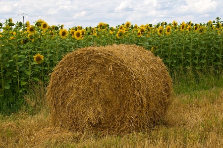 rolls of hayの写真素材