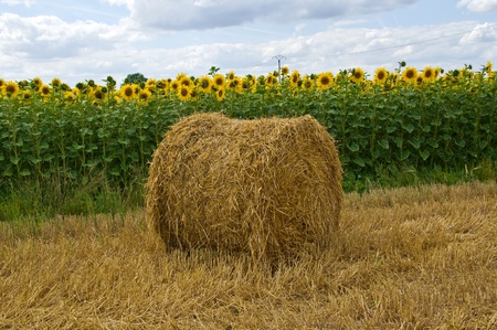 rolls of hayの写真素材
