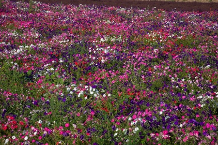 cultivation of multicolored flowersの写真素材
