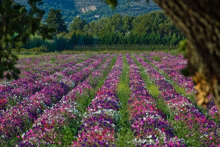 cultivation of multicolored flowersの写真素材