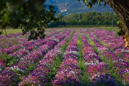 cultivation of multicolored flowersの写真素材