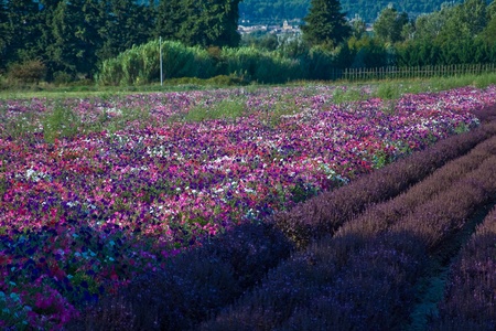 cultivation of multicolored flowersの写真素材