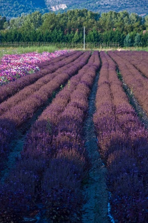 cultivation of multicolored flowersの写真素材