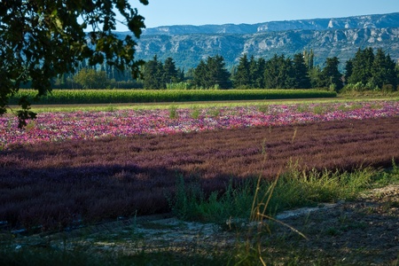cultivation of multicolored flowersの写真素材