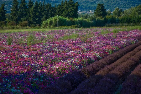 cultivation of multicolored flowersの写真素材