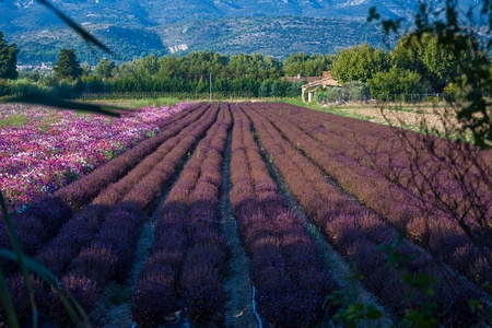cultivation of multicolored flowersの写真素材