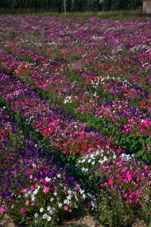 cultivation of multicolored flowersの写真素材