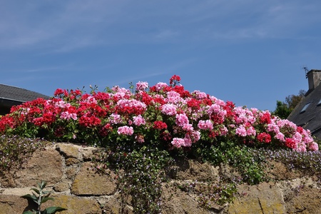 clump of colorful flowersの写真素材