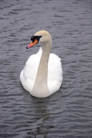 a graceful mute swanの写真素材
