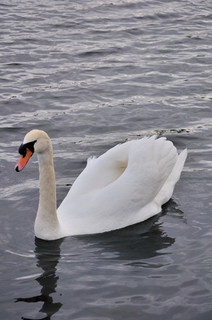 a graceful mute swanの写真素材