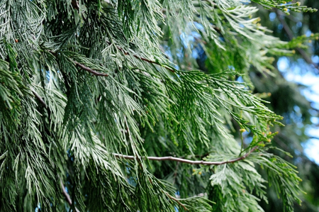 green fir tree in the forestの写真素材