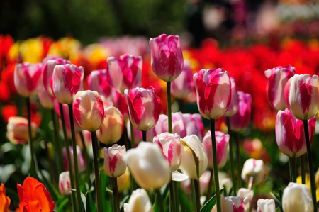 fiels of colorful tulips in the parkの写真素材