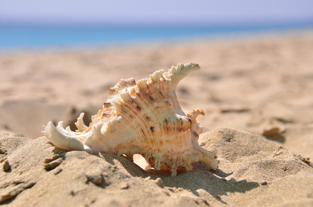 shell on the sand beach near the blue oceanの写真素材