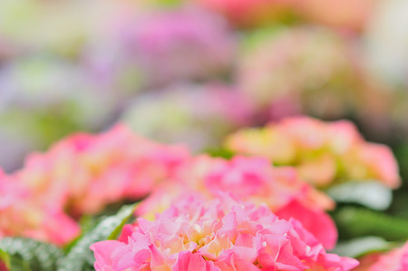 varicolored flowers. Pink, purple, lilac, white.