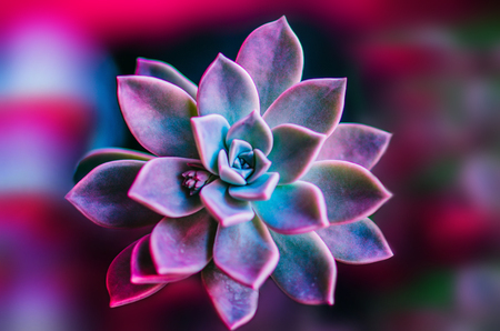 plant : succulent (purple and green)の写真素材