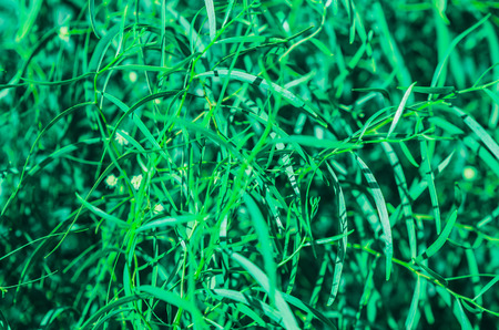 green grass texture