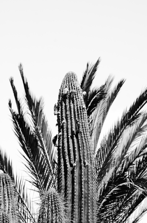 cactuses and palmas. black and white conceptの写真素材