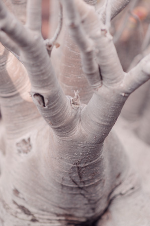trunk and branches of tree. pastel textureの写真素材