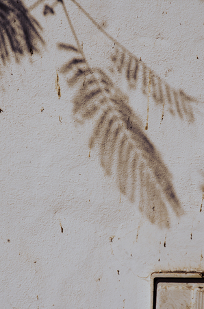 shadow of tree on the white wall. vintage conceptの写真素材