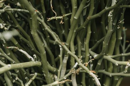 poster: trunk of plants. green textureの写真素材