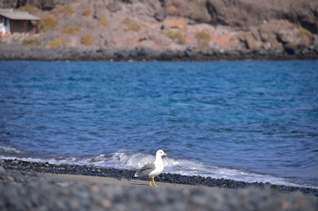 white gull on the black sand beach of oceanの写真素材