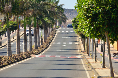 lane of green palms with white crosswalks and carの写真素材