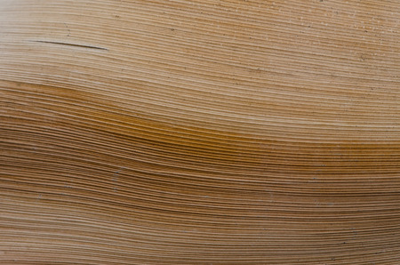 poster: trunk of palm. pastel texture
