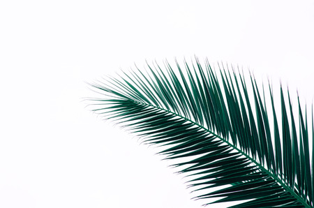 minimal tropic concept. leaves and shadows of palma (green)