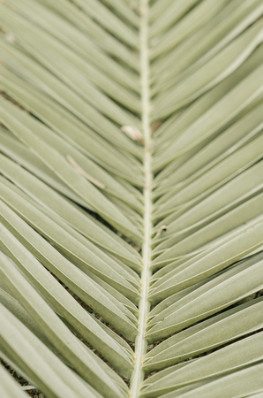 minimal tropic concept. leaves and shadows of palma (green)