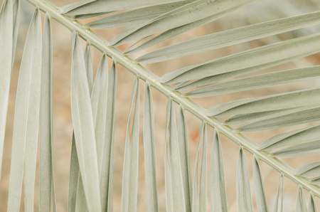 minimal tropic concept. leaves and shadows of palma (green)の写真素材