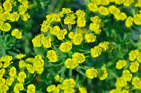 small yellow flowers grow in the garden