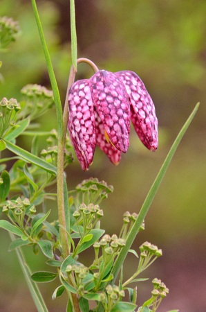 lilac flower blossoms in the gardenの写真素材