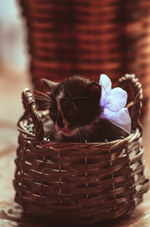 kitten with a bow sits in a wood small basketの写真素材
