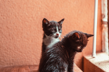 two black and white kittens are siting on the table near the windowの写真素材