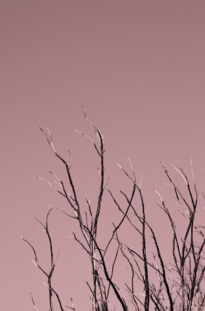 minimal concept. brunches without leaves. pastel pink.の写真素材