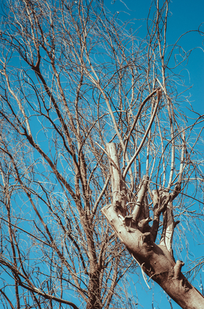 minimal concept. brunches without leaves. blue sky