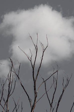 minimal concept. brunches without leaves. sky and cloudの写真素材