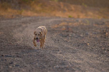 beige puppy of labrador walking in the counryside. stone desertの写真素材