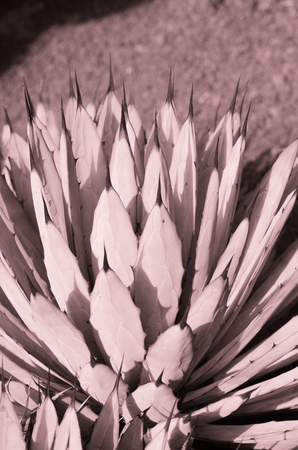 poster: cactuses. pastel pinkの写真素材